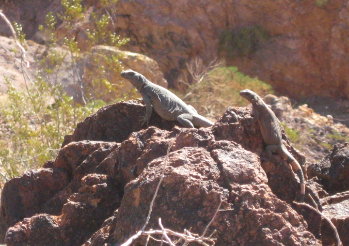 Chuckwallas